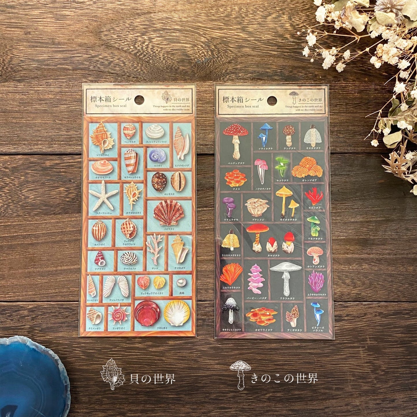 Specimen Box Series Silver Foil Sticker - Shell